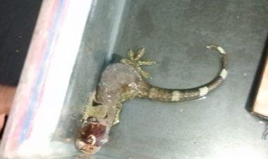 विरल प्रजाति की छिपकली की तस्करी में 5 गिरफ्तार