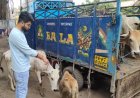 गौ वंश लदे वाहन को पकड़ा, सौंपा पुलिस को, कार्रवाई की मांग