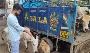 गौ वंश लदे वाहन को पकड़ा, सौंपा पुलिस को, कार्रवाई की मांग