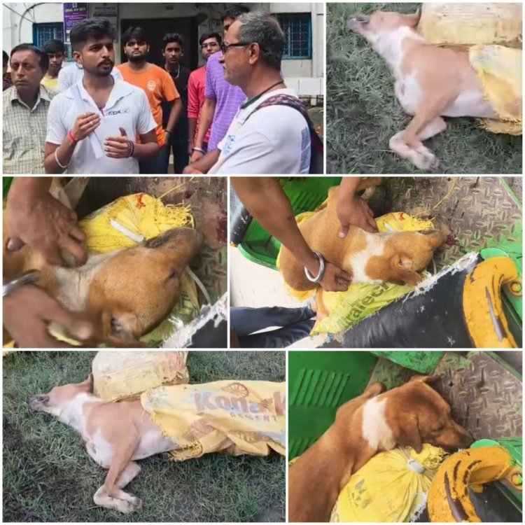 8 कुत्तों को खिला दिया जहर, 3 की हुई मौत, 2 कर रहे खून की उल्टियां, थाने ने शिकायत